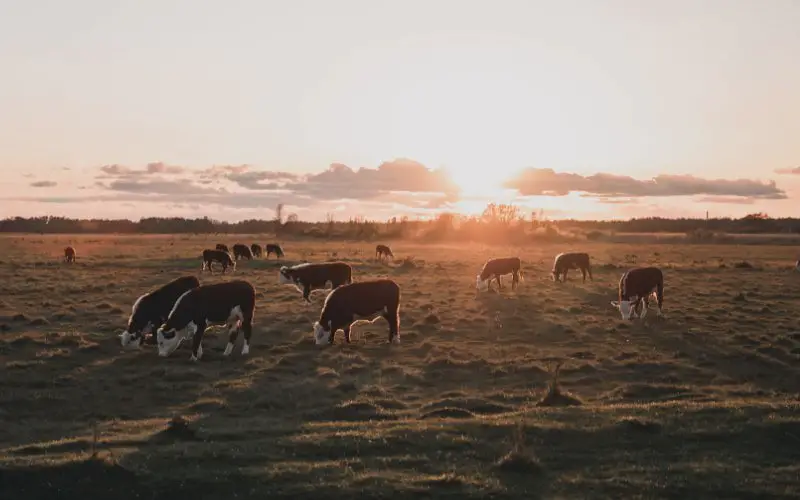 Cows in a Dutch greenfield
