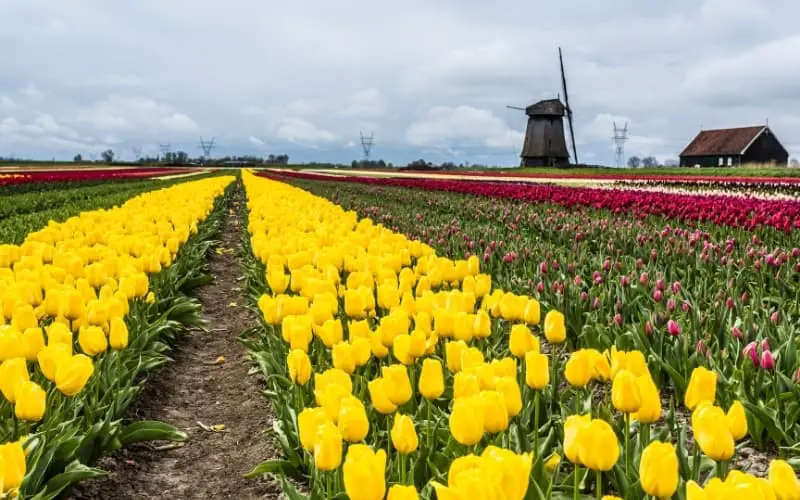 Is Alkmaar Worth Visiting - Flower fields near Alkmaar