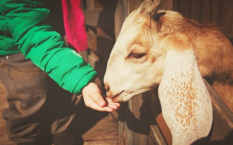 Visit Vlaardingen - Child feeding a goat