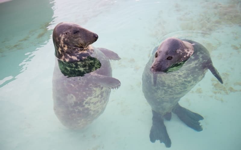 Visiting Texel Island - Two seals are swimming