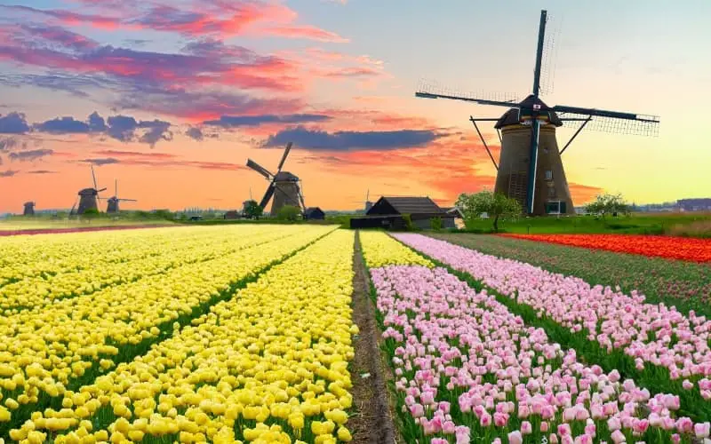 Why Does The Netherlands Grow Tulips? - AboutTheNetherlands